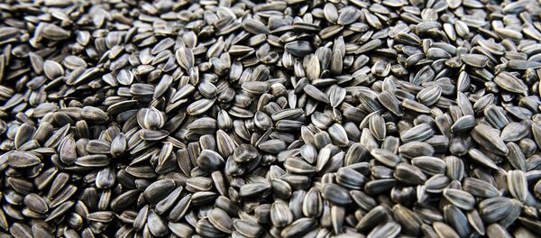 Семена подсолнечника - Sputnik Латвия