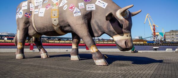 Корова-путешественница - Sputnik Латвия