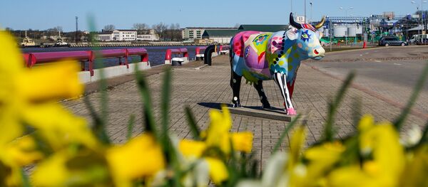 Sievišķīgā govs Sievišķīgā govs - Sputnik Latvija