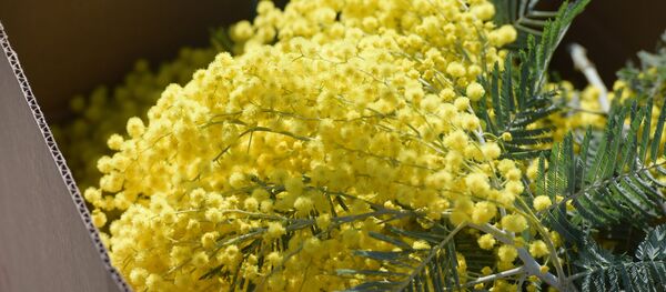 Сбор мимозы в Абхазии - Sputnik Латвия