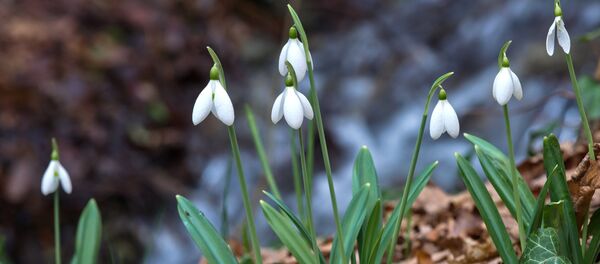Подснежники Подснежники - Sputnik Латвия