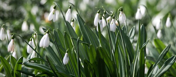 Подснежники Подснежники - Sputnik Латвия