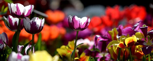 Tulpes. Foto no arhīva Tulpes. Foto no arhīva - Sputnik Latvija