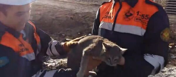 Спасатели в Караганде спасли кошку, застрявшую в бетонной плите Спасатели в Караганде спасли кошку, застрявшую в бетонной плите - Sputnik Латвия