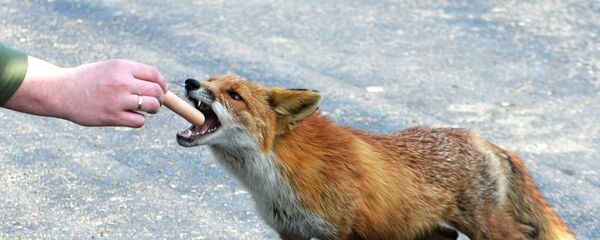 Прохожий кормит лису, поселившуюся у океанариума на острове Русском - Sputnik Латвия