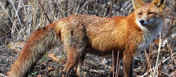 Lapsa. Foto no arhīva Lapsa. Foto no arhīva - Sputnik Latvija