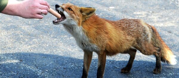 Прохожий кормит лису, поселившуюся у океанариума на острове Русском Прохожий кормит лису, поселившуюся у океанариума на острове Русском - Sputnik Latvija