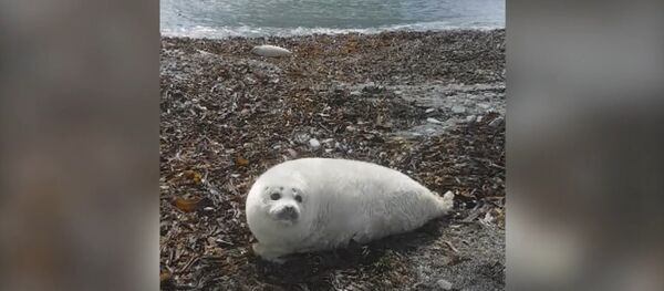 Самый крупный детеныш ларги за всю историю наблюдений обнаружен в Кроноцком заповеднике - Sputnik Латвия