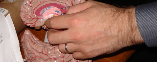 Макет мозга. Архивное фото - Sputnik Latvija