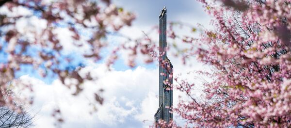 Памятник Освободителям и цветущая сакура в Парке Победы в Риге - Sputnik Латвия