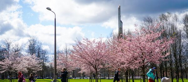 Памятник Освободителям и цветущая сакура в Парке Победы в Риге - Sputnik Латвия