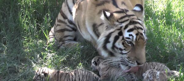 Тигрица Василиса со своими котятами в парке Тайган - Sputnik Латвия