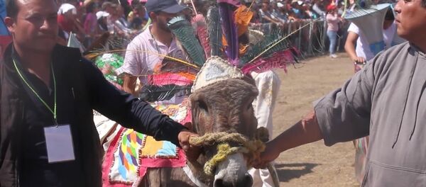 Гонки на ослах и конкурс костюмов - как прошел ослиный фестиваль в Мексике - Sputnik Латвия