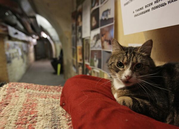 День эрмитажного кота День эрмитажного кота - Sputnik Латвия