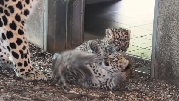 Ļoti reti kaķēni: Amūras leoparda mazuļi Vīnes zoodārzā - Sputnik Latvija