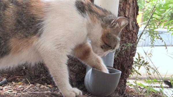 Palīdzība neaizsargātajiem: Sīrijā uzstādīti barības galdi bezpajumtes kaķiem - Sputnik Latvija