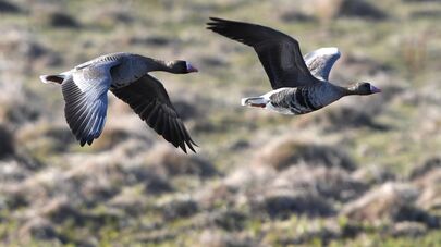 Гусиный заказник в Костромской области
