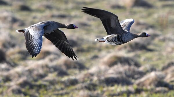 Серые гуси - Sputnik Латвия