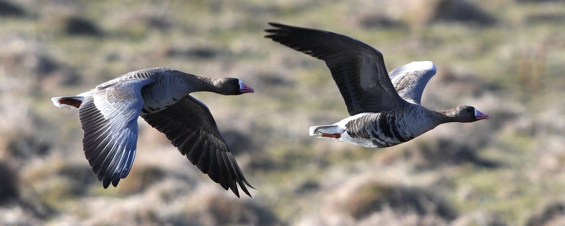 Гусиный заказник в Костромской области - Sputnik Латвия, 1920, 28.04.2020