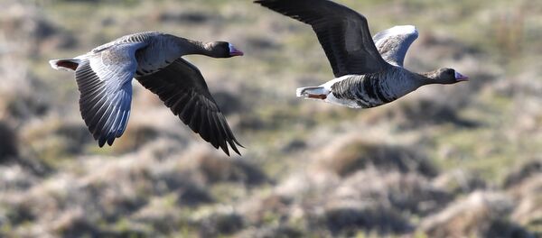 Гусиный заказник в Костромской области Гусиный заказник в Костромской области - Sputnik Latvija