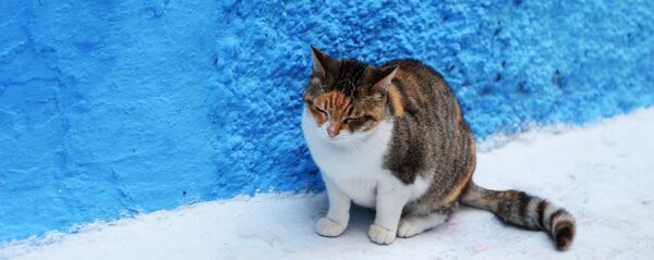 Bezpajumtes kaķis. Foto no arhīva Bezpajumtes kaķis. Foto no arhīva - Sputnik Latvija