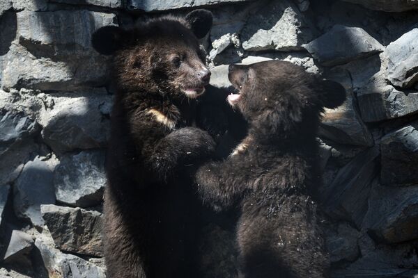 Гималайские медвежата в вольере Новосибирского зоопарка - Sputnik Латвия
