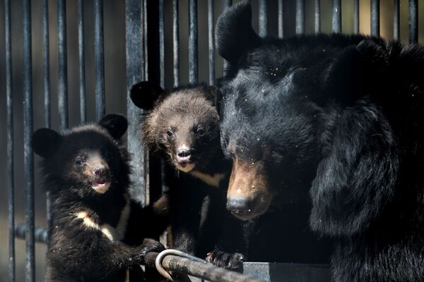 Гималайские медвежата и медведица Челси в вольере Новосибирского зоопарка - Sputnik Латвия