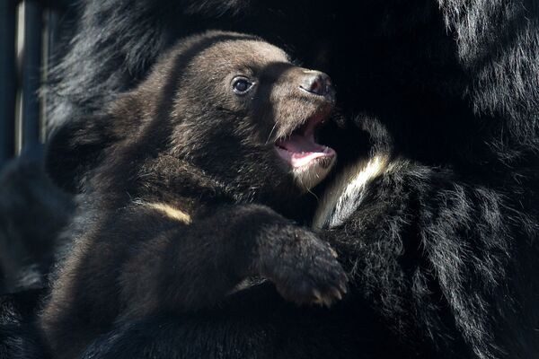 Гималайский медвежонок в вольере Новосибирского зоопарка - Sputnik Латвия