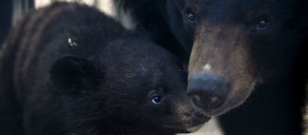 Гималайский медвежонок и медведица Челси в вольере Новосибирского зоопарка Гималайский медвежонок и медведица Челси в вольере Новосибирского зоопарка - Sputnik Latvija
