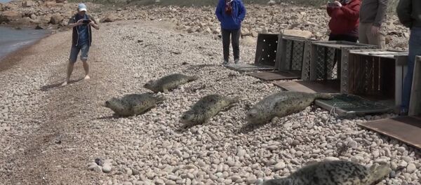 Спасенных тюленей выпустили на волю под Владивостоком - Sputnik Латвия