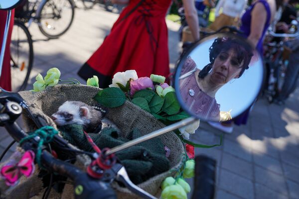 Ивете Шумейстере участвует в Твидовом заезде со своим хорьком - Sputnik Латвия