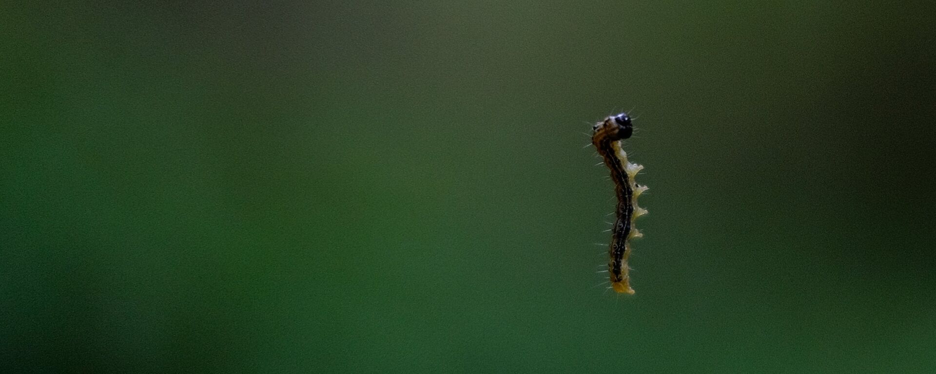 Самшитовый лес в Краснодарском крае - Sputnik Латвия, 1920, 02.08.2025