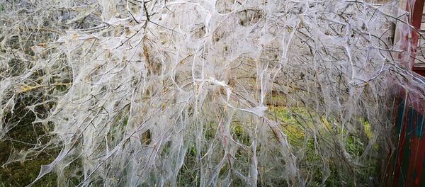 Черемуховая моль опутала деревья в Риге - Sputnik Latvija