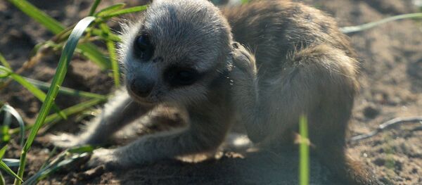 Новорожденный детеныш суриката в Московском зоопарке - Sputnik Латвия
