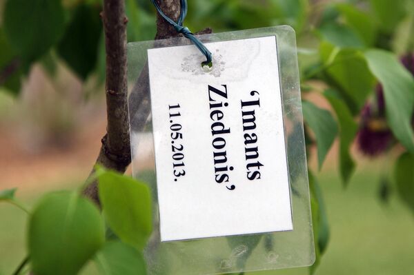 Имантс Зиедонис — сорт сирени, названный в честь знаменитого латвийского поэта Остальное – В сиреневом саду Института садоводства в Добеле - Sputnik Латвия