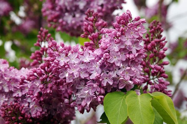 Праздник сирени в Добеле - Sputnik Латвия