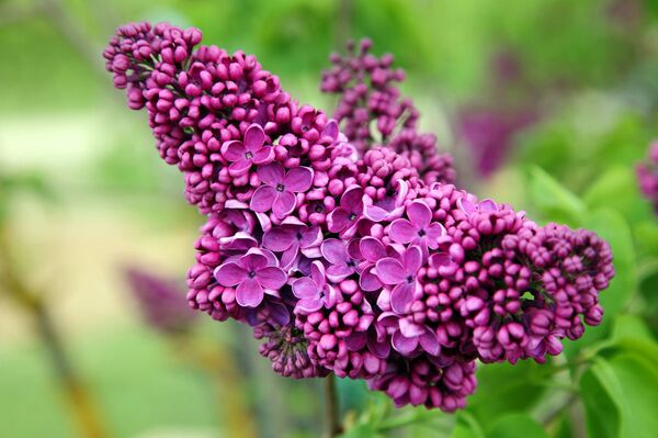 Праздник сирени в Добеле - Sputnik Латвия