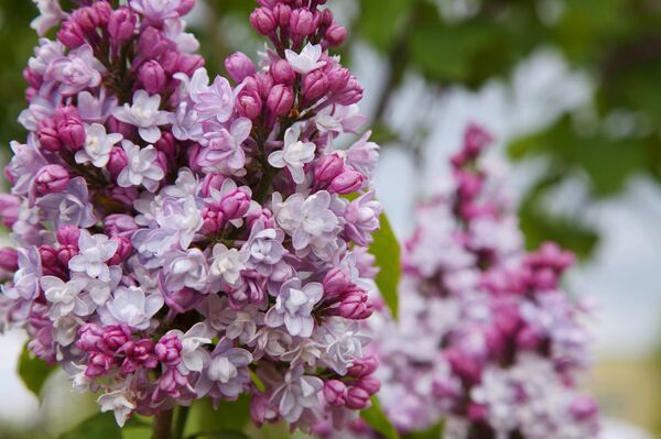 Праздник сирени в Добеле - Sputnik Латвия