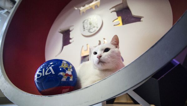 Эрмитажный кот Ахилл-оракул чемпионата мира по футболу 2018 - Sputnik Латвия
