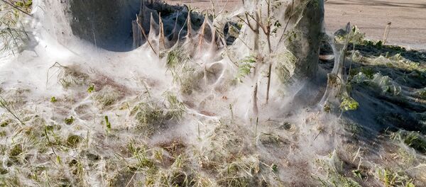 Паутина окутала траву и стволы деревьев Паутина окутала траву и стволы деревьев - Sputnik Latvija