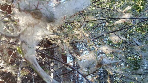 Паутина на деревьях Паутина на деревьях - Sputnik Латвия