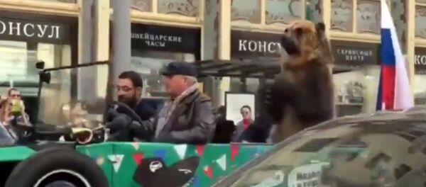 Медведь на Чемпионате мира по футболу Медведь на Чемпионате мира по футболу - Sputnik Латвия