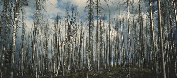 Лес после пожара Лес после пожара - Sputnik Латвия