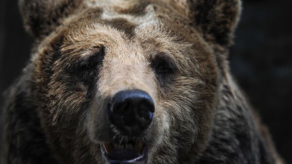 Бурый медведь в зоопарке Калининграда. - Sputnik Латвия