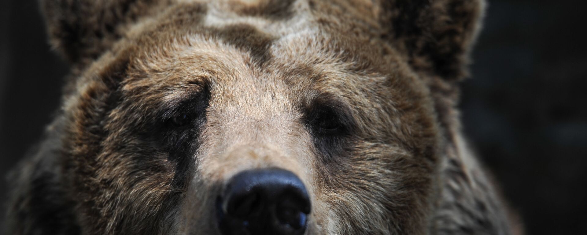 Бурый медведь в зоопарке Калининграда. - Sputnik Латвия, 1920, 21.06.2019