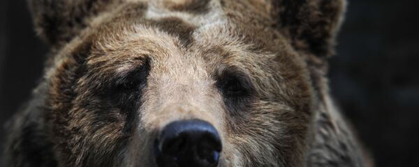 Бурый медведь в зоопарке Калининграда. Бурый медведь в зоопарке Калининграда. - Sputnik Latvija