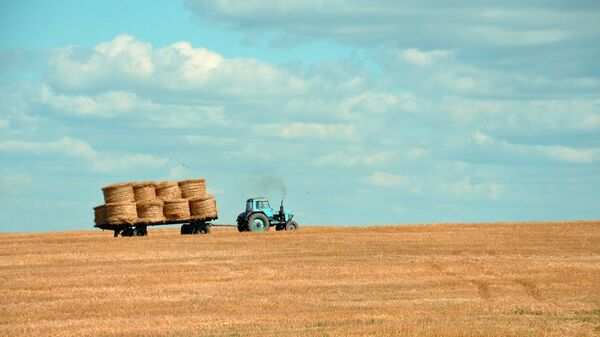 Трактор на поле собирает пшеницу - Sputnik Латвия