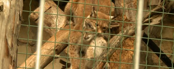 Рижский зоопарк показал своих новорожденных питомцев - Sputnik Латвия