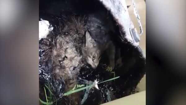Как спасали котенка, которого живодеры заживо залили гудроном - Sputnik Латвия