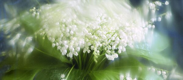 Букет ландышей. Архивное фото - Sputnik Латвия